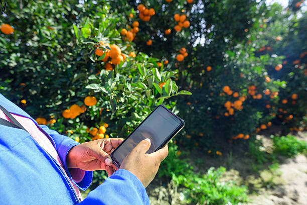 A farmer inspects lush citrus fruits on trees using a smartphone in a vibrant orchard, illustrating the blend of agriculture with modern technology for monitoring and management of fresh produce, ensuring quality standards before harvest and export.