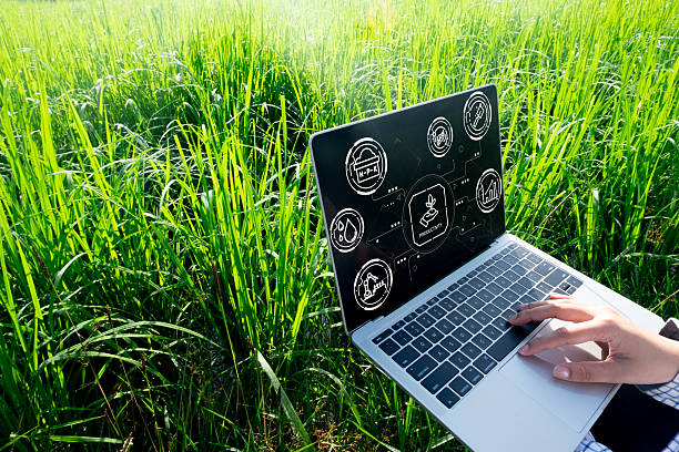 Smart farming and agriculture technology concept. A farmer uses a laptop in a rice field to manage the crop and increase productivity. Agri-tech and modern agricultural innovation.